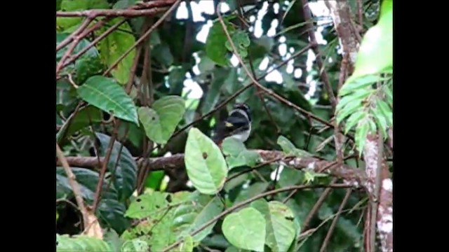 Wattled Broadbill - ML201680841