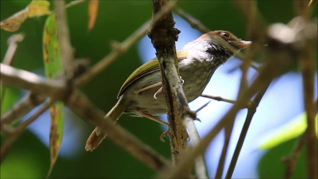 Gray-backed Tailorbird - ML201680871