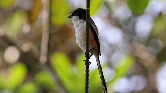 Alcaudón Schach (grupo nasutus) - ML201680881