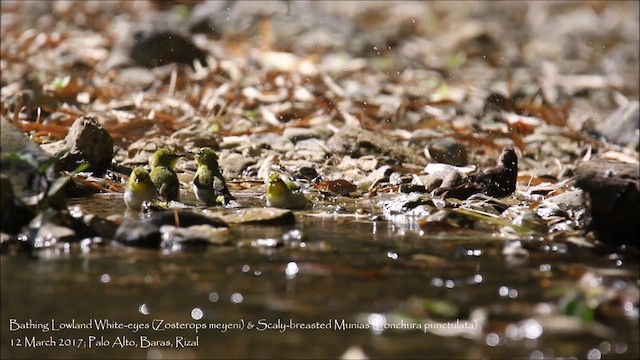 Zostérops des Philippines - ML201680891