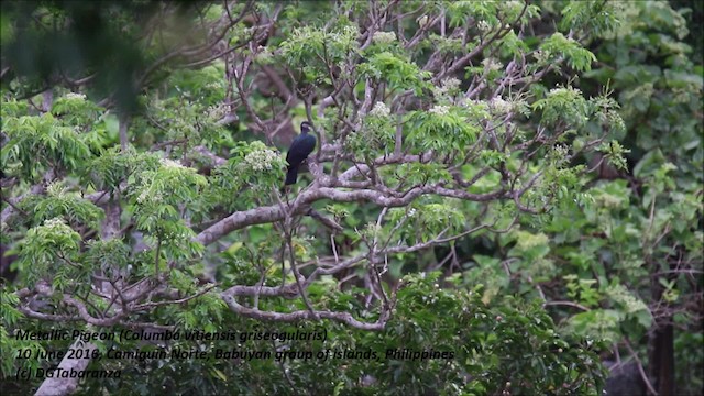 Metallic Pigeon (Metallic) - ML201680931