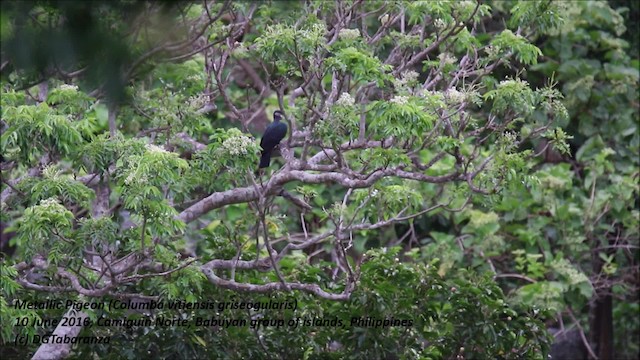 Pigeon à gorge blanche (groupe vitiensis) - ML201680931