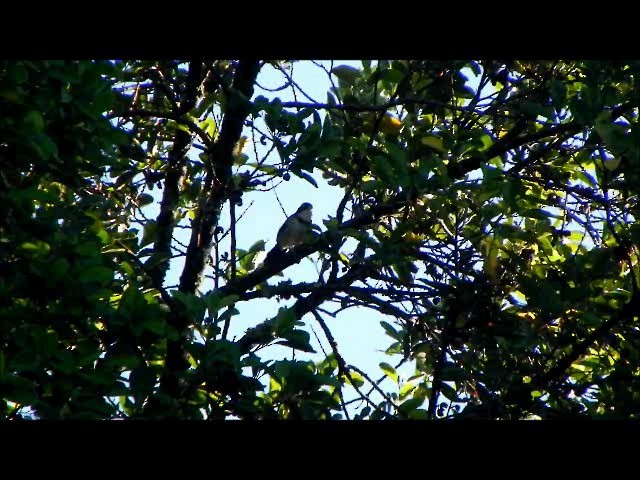 Saffron-billed Sparrow - ML201680961