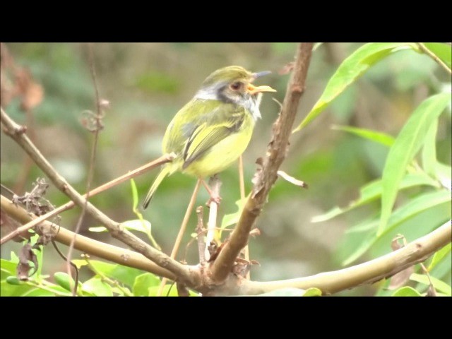 Eared Pygmy-Tyrant - ML201680991