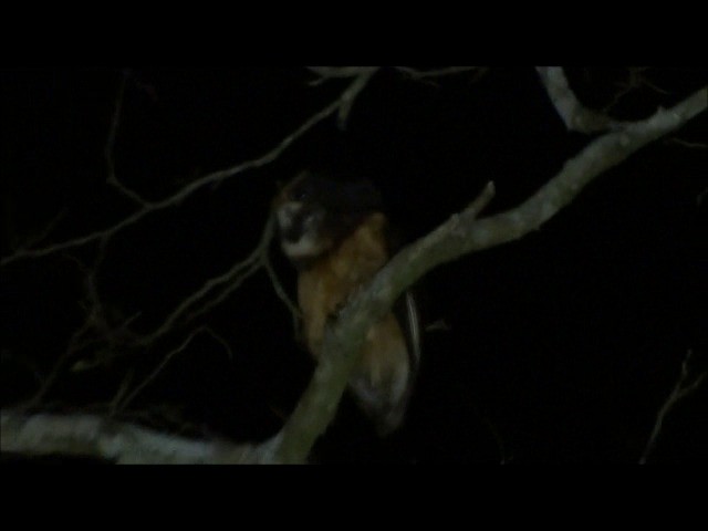 Tawny-browed Owl - ML201681021