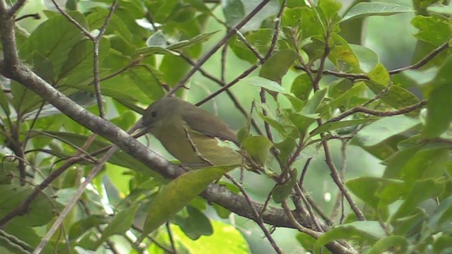 ブルーマウンテンモズモドキ - ML201681041