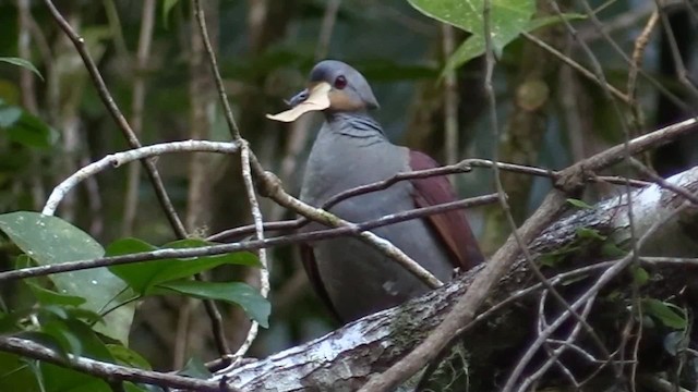 Crested Quail-Dove - ML201681061