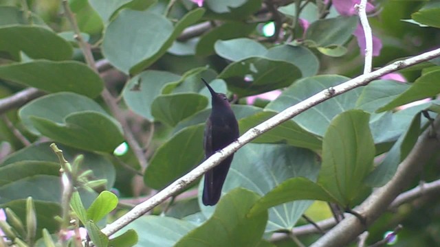 Jamaikamangokolibri - ML201681091