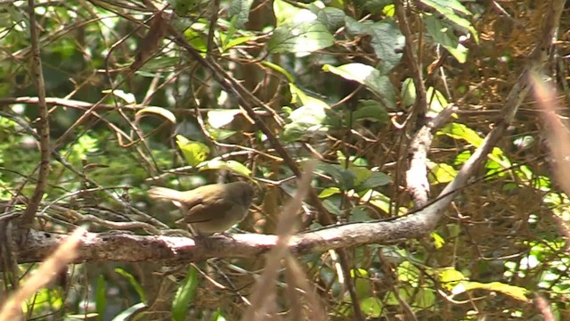 ブルーマウンテンモズモドキ - ML201681101