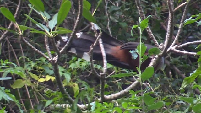 Chestnut-bellied Cuckoo - ML201681121