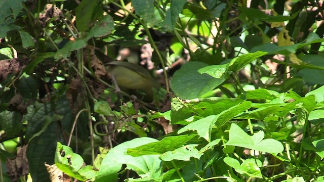 ブルーマウンテンモズモドキ - ML201681131