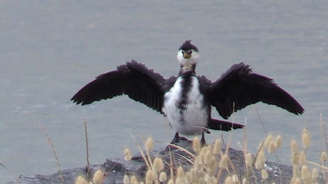 Little Pied Cormorant - ML201681171