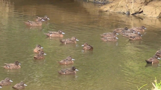 Brown Teal - ML201681191