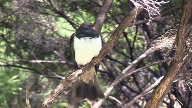 holub maorský (ssp. novaeseelandiae) - ML201681201