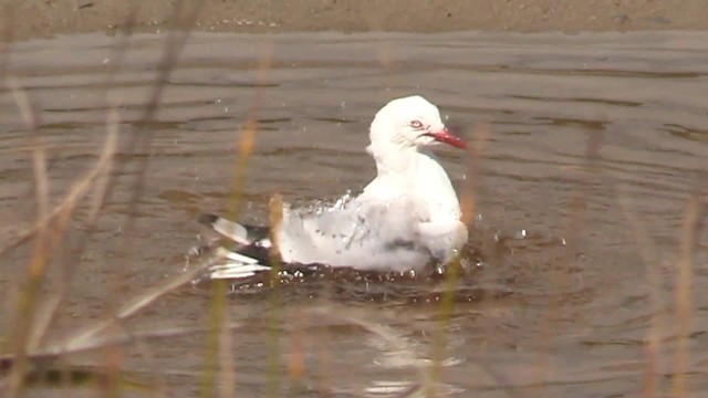 Silver Gull (Red-billed) - ML201681211