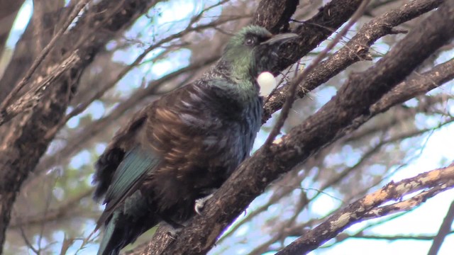 Mielero Tui - ML201681221