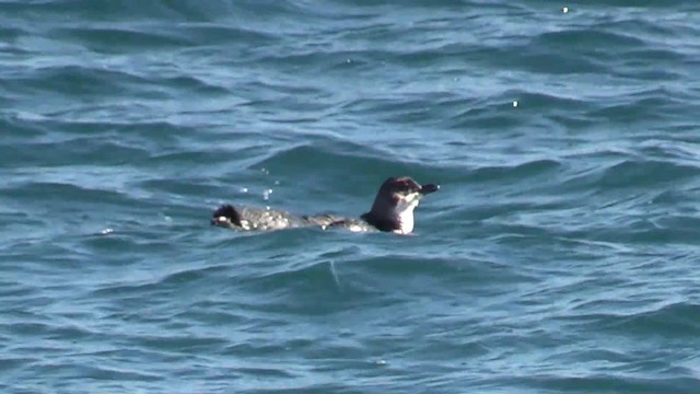 コビトペンギン - ML201681241