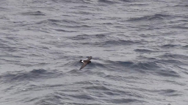 New Zealand Storm-Petrel - ML201681251