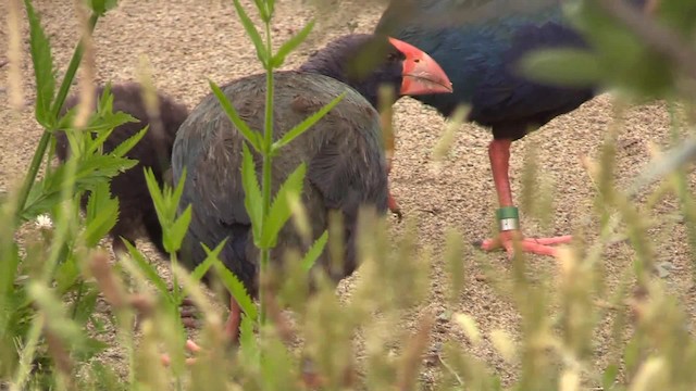 South Island Takahe - ML201681261