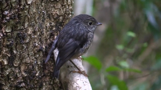 North Island Robin - ML201681271