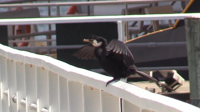 Little Pied Cormorant - ML201681291