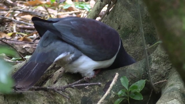 Yeni Zelanda Güvercini (novaeseelandiae) - ML201681301