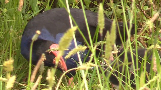 Australasian Swamphen - ML201681311