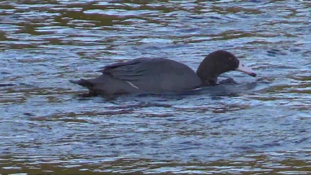 Pato Azul - ML201681341