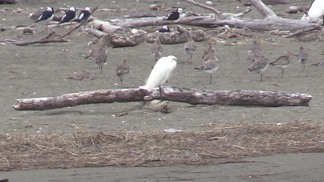 Aigrette garzette (nigripes) - ML201681351