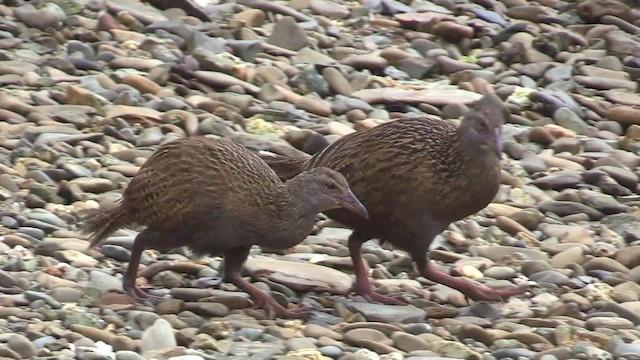 chřástal weka - ML201681361