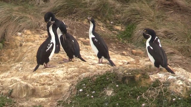 New Zealand King Shag - ML201681371