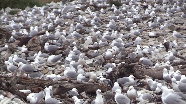 Mouette argentée (scopulinus) - ML201681391