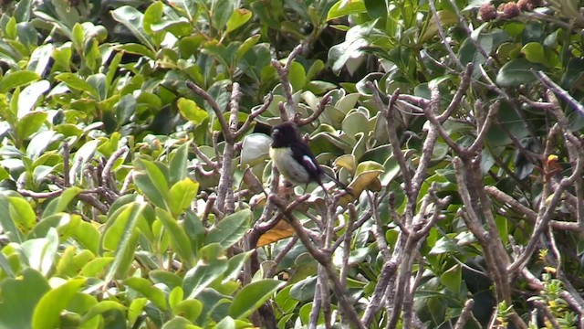 maoriflueskvett (macrocephala gr.) - ML201681461