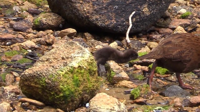 Rascón Weka - ML201681481