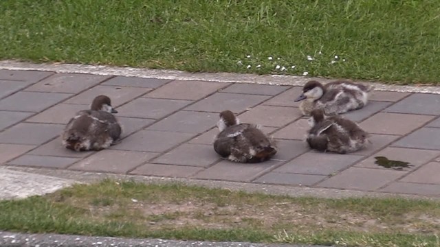 Yeni Zelanda Angıtı - ML201681491