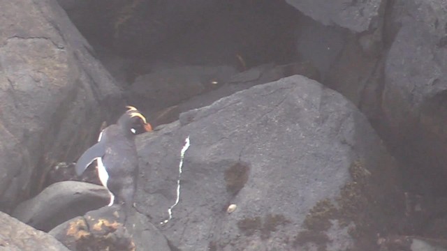 Fiordland Penguin - ML201681501