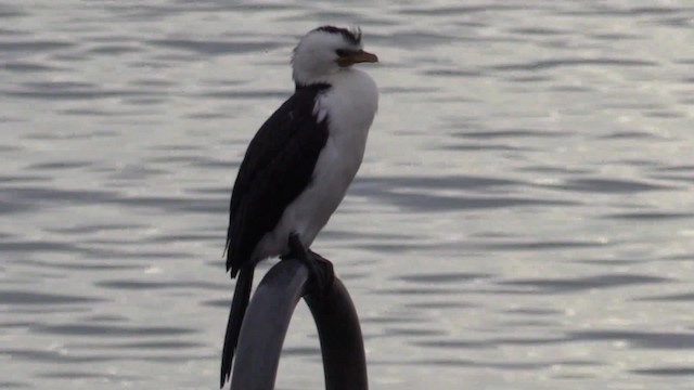 Little Pied Cormorant - ML201681541