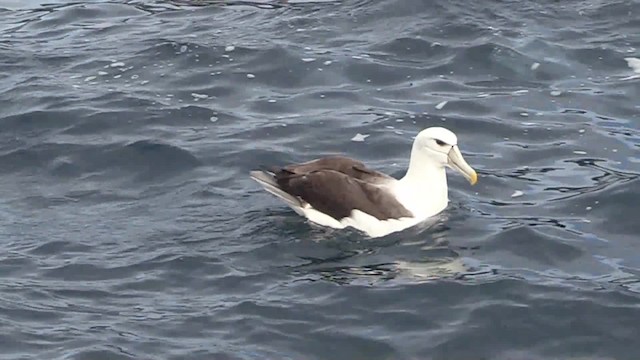 Albatros à cape blanche - ML201681551