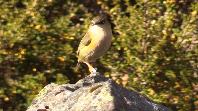 South Island Wren - ML201681601