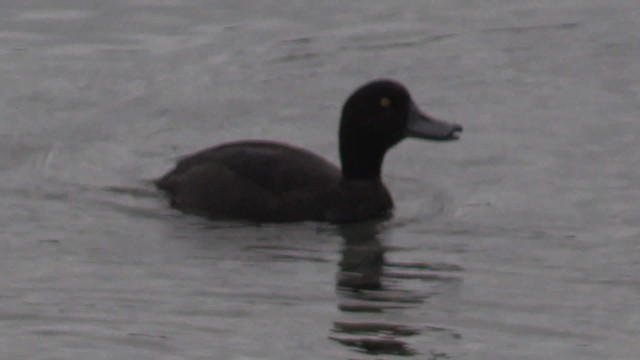 New Zealand Scaup - ML201681621