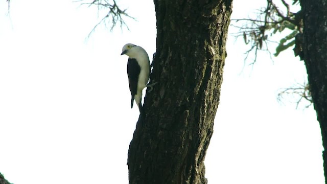 White Woodpecker - ML201681631