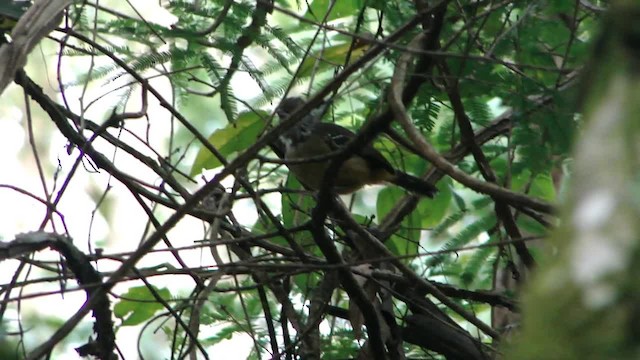 Variable Antshrike - ML201681691