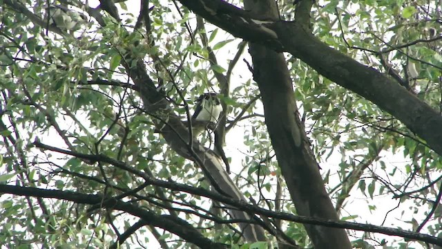 Curl-crested Jay - ML201681711