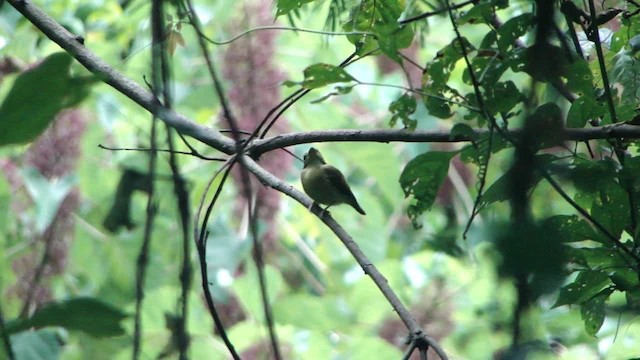 White-throated Spadebill (Eastern) - ML201681731