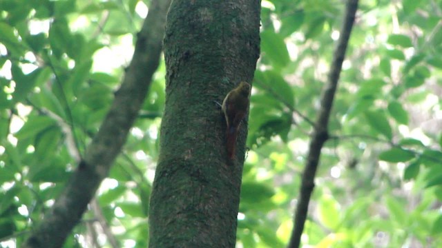 Olivaceous Woodcreeper - ML201681741