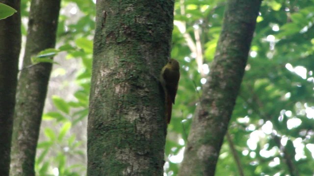 Olivaceous Woodcreeper - ML201681751