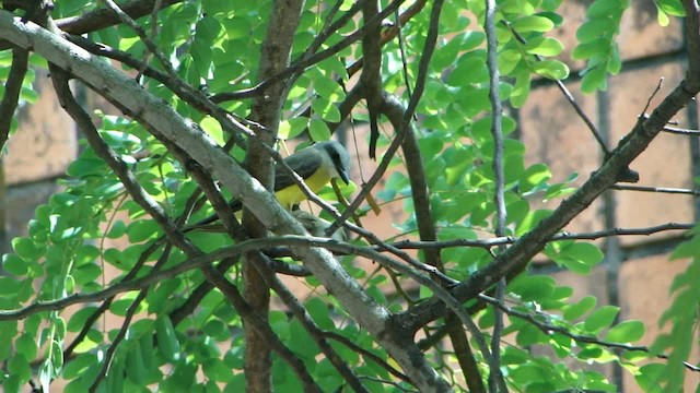 White-throated Kingbird - ML201681771