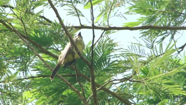 White-throated Kingbird - ML201681781