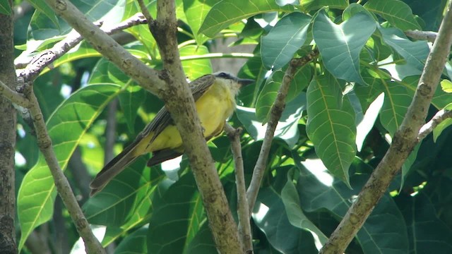 White-throated Kingbird - ML201681791