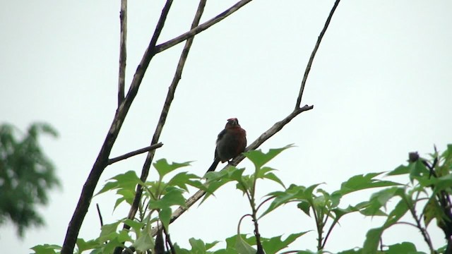 Red-crested Finch - ML201681801